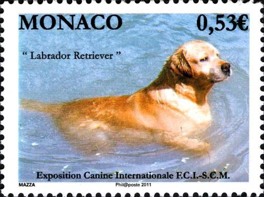 Labrador Retriever (Canis lupus familiaris)