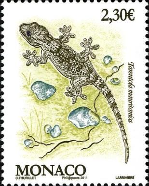 Common Wall Gecko (Tarentola mauritanica)