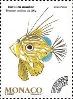 John Dory (Zeus faber)
