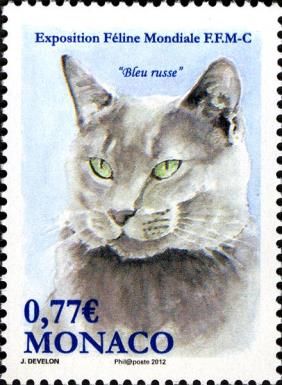 Russian Blue (Felis silvestris catus)