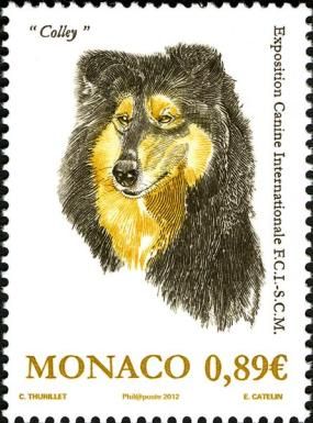 Collie (Canis lupus familiaris)