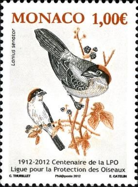 Centenary of LPO - Woodchat Shrike (Lanius senator)