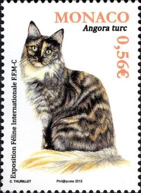 Turkish Angora (Felis silvestris catus)