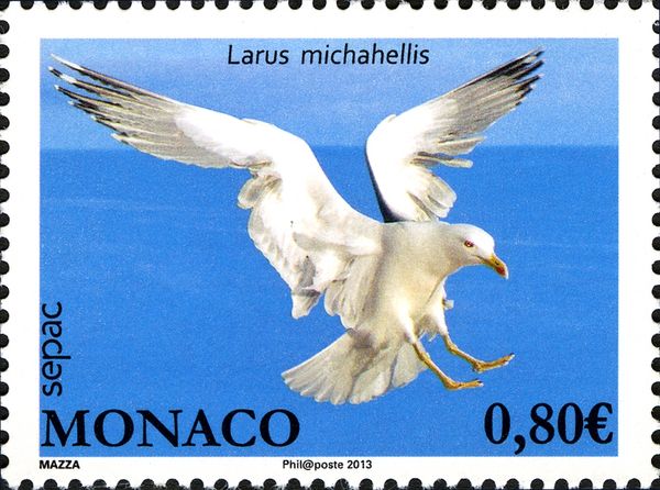 Yellow-legged Gull (Larus michahellis)