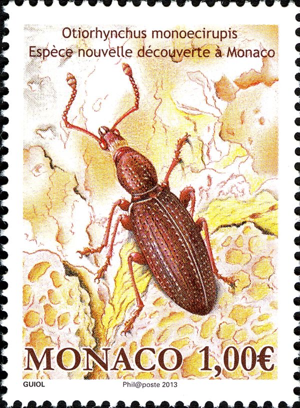 Monegasque Weevil (Otiorhynchus monoecirupis)