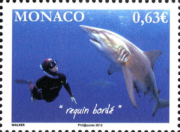 Blacktip Shark (Carcharhinus limbatus)