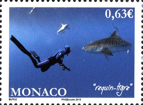 Tiger Shark (Galeocerdo cuvier)