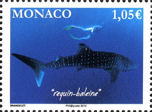Whale Shark (Rhincodon typus)
