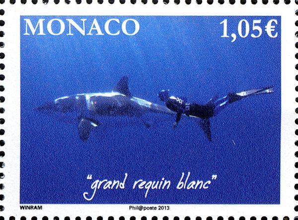 Great White Shark (Carcharodon carcharias)
