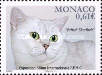 British Shorthair Cat (Felis silvestris catus)