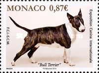 Bull Terrier (Canis lupus familiaris)