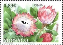 Flowers – Protea cyranoides