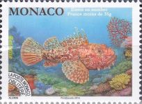 Red Scorpionfish (Scorpaena sp.)