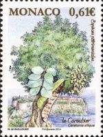 Carob Tree (Ceratonia siliqua)