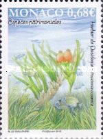 Posidonia meadow (Posidonia oceanica)