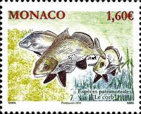 Brown Meagre (Sciaena umbra)