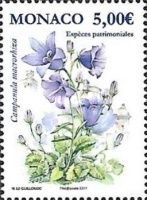 Thick Rooted Campanula