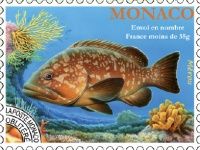 Grouper