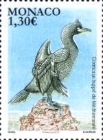 Mediterranean Hoopoe Comorant
