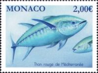 Mediterranean Red Tuna