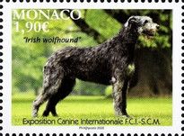 International Dog Show, Monaco : Irish Wolfhound