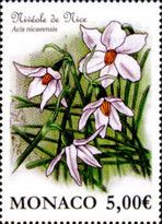 French Snowflake (Acis nicaeensis)