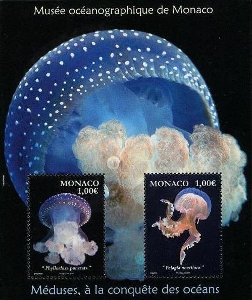 Spotted Jellyfish (Phyllorhiza punctata), Mauve Stinger (Pel