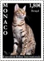International Cat Show