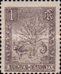 Traveller's Tree and Zebu