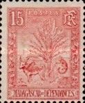 Traveller's Tree and Zebu
