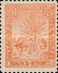 Traveller's Tree and Zebu