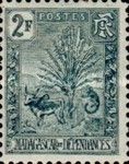 Traveller's Tree and Zebu