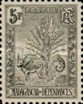 Traveller's Tree and Zebu