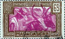 Zebu (Bos primigenius indicus)