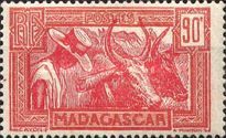 Zebu (Bos primigenius indicus)