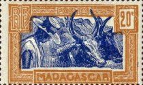 Zebu (Bos primigenius indicus)