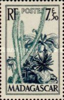 Elephant's Foot Plant (Pachypodium rosulatum)