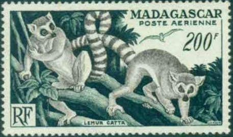 Ring-tailed Lemur (Lemur catta)