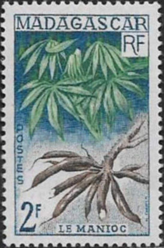 Cassava