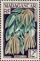 Vanilla planifolia