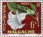 Datura suaveolens