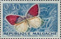 Violet Tip (Colotis zoe)