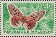 Garden Acraea (Acraea hova)