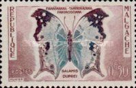 Clouded Mother-of-pearl (Salamis duprei)