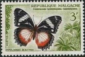 Madagascar Diadem (Hypolimnas dexithea)