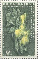 Ylang Ylang (Cananga odorata)