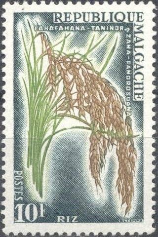 Rice