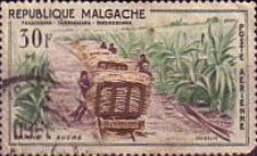 Sugar Cane Harvest