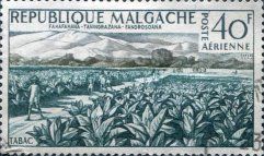Tobacco Field.