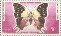 Madagascar Green-veined Charaxes (Charaxes antamboulou)